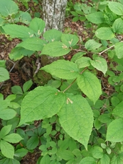 Philadelphus tenuifolius