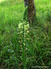 Albuca virens virens