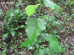 Populus tomentiglandulosa