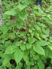 Philadelphus tenuifolius