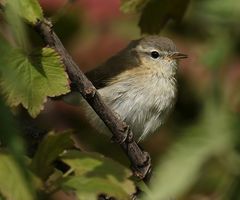 Phylloscopus sindianus