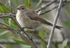 Phylloscopus sindianus