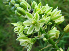 Albuca virens virens