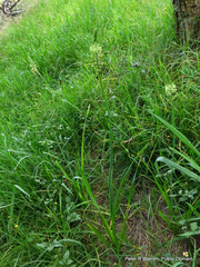 Albuca virens virens