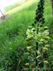 Albuca virens virens