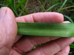 Albuca virens virens