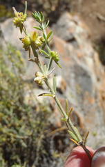 Pollichia campestris