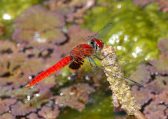 Aethriamanta circumsignata