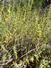 Pollichia campestris