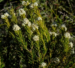 Phylica rigidifolia