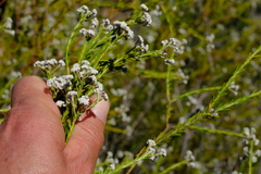 Phylica cryptandroides