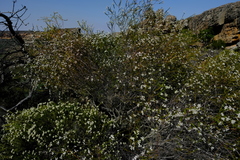 Phylica cryptandroides