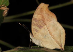 Junonia elgiva