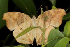 Junonia elgiva