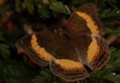 Junonia elgiva