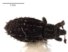 Orthochaetes setiger