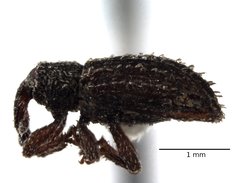 Orthochaetes setiger