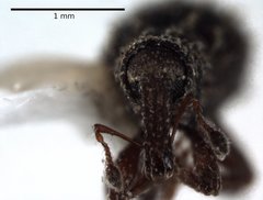 Orthochaetes setiger