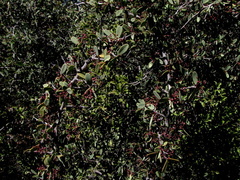 Gloveria integrifolia