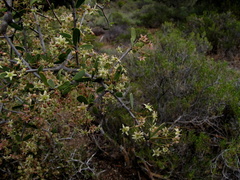 Gloveria integrifolia