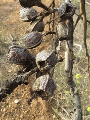 Eucalyptus pleurocarpa