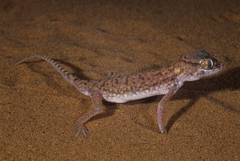 Stenodactylus petrii