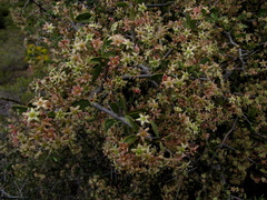 Gloveria integrifolia