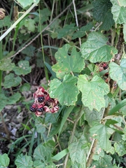 Rubus alceifolius
