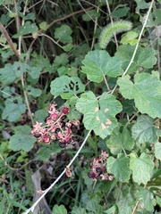 Rubus alceifolius