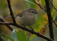 Phylloscopus sindianus