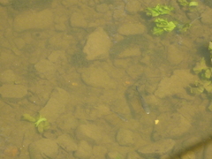 Scardinius erythrophthalmus