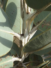 Eucalyptus pleurocarpa