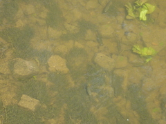 Scardinius erythrophthalmus