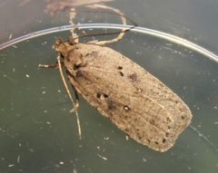 Agonopterix yeatiana