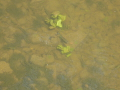 Scardinius erythrophthalmus