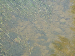 Scardinius erythrophthalmus