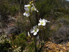 Heliophila glauca