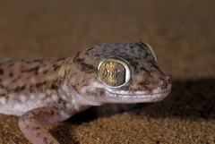 Stenodactylus petrii