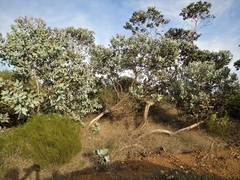 Eucalyptus pleurocarpa
