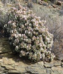 Crassula arborescens arborescens