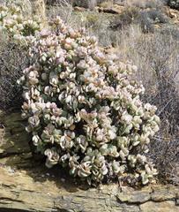 Crassula arborescens arborescens