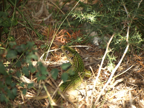 Zapadni zelembać (Lacerta bilineata)
