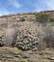 Crassula arborescens arborescens