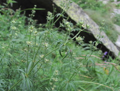 Asperula molluginoides