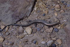 Chalcides coeruleopunctatus