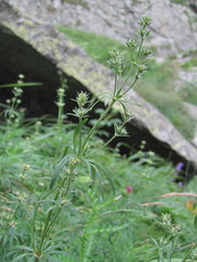 Asperula molluginoides