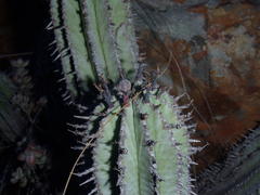 Euphorbia polygona