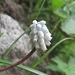 Pale Grape-Hyacinth - Photo (c) Gennadiy Okatov, some rights reserved (CC BY-NC), uploaded by Gennadiy Okatov