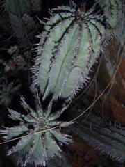 Euphorbia polygona