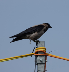 Corvus cornix